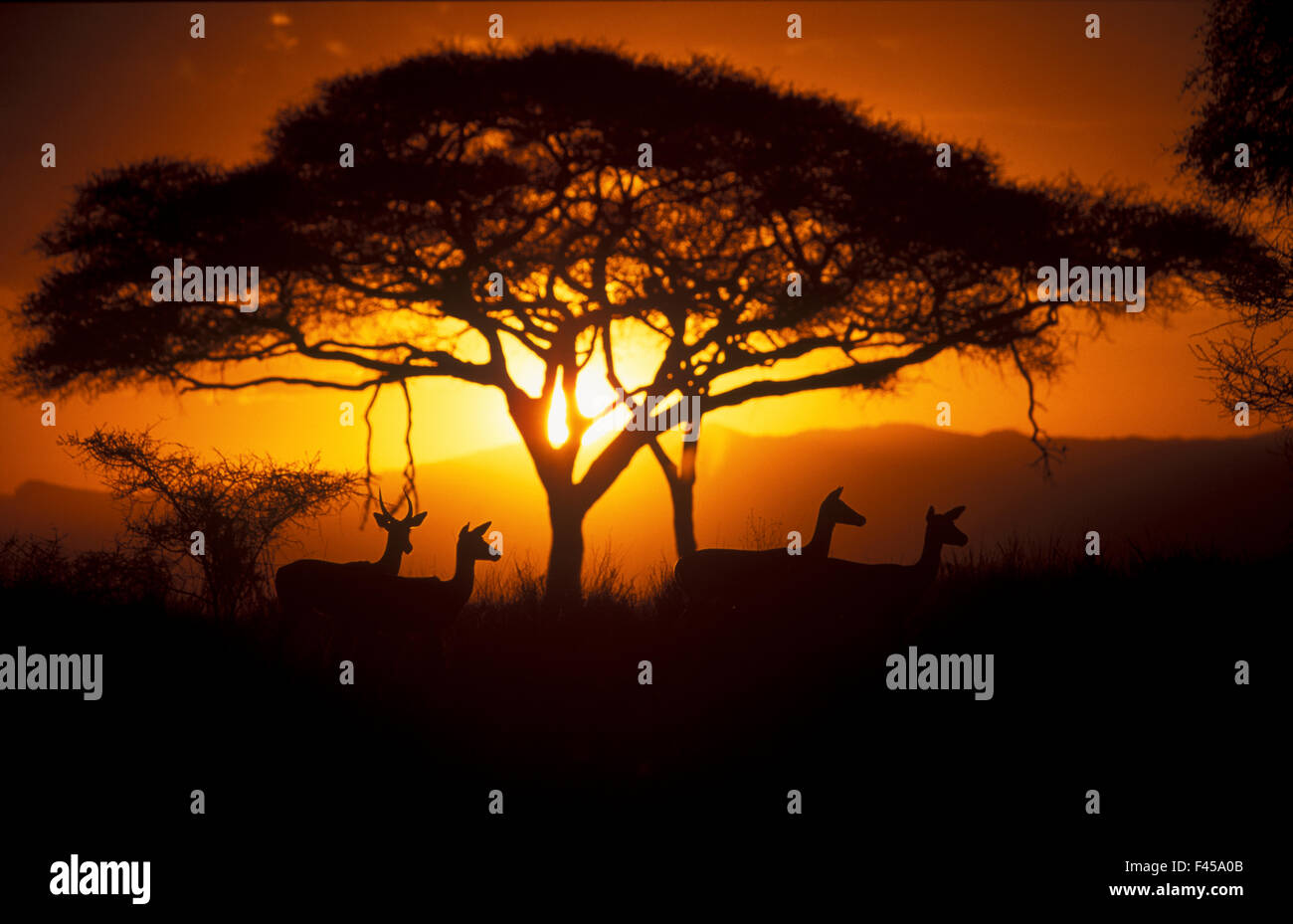 Herde von Impala (Aepyceros Melampus) Silhouette bei Sonnenuntergang, Ngorongoro Conservation Area, Tansania. Stockfoto