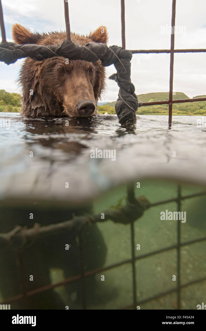 Kamtschatka Braunbär (Ursus Arctos Beringianus) in Fluss, Schutzkorb, Kamtschatka, Fernost Russland entnommen. Stockfoto