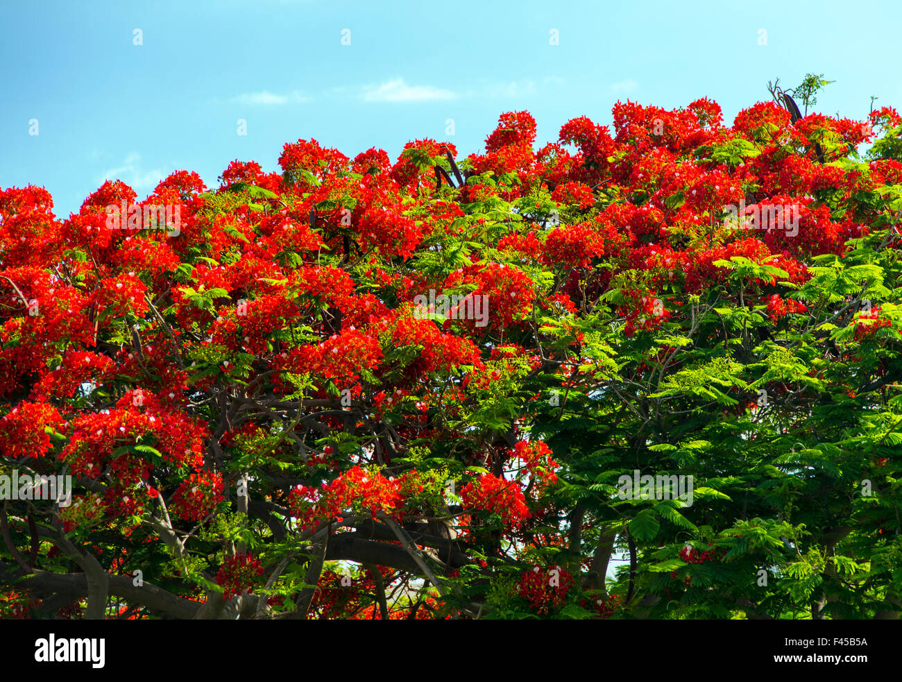 Afrikanischer Tulpenbaum oder Flame Tree; Spathodea Campanulata; Große Insel von Hawai ' i; USA Stockfoto