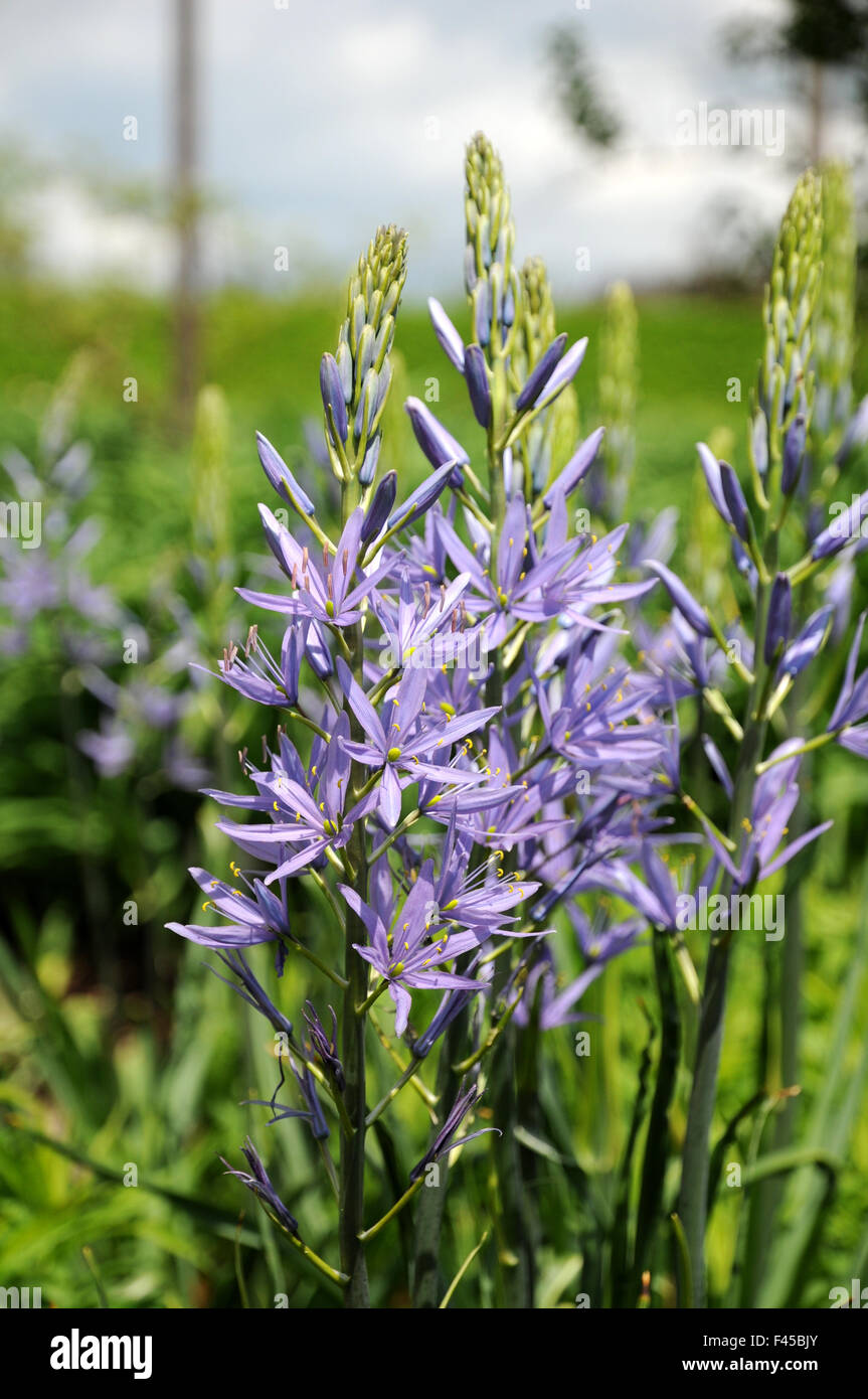 Leichtlins camass Stockfoto