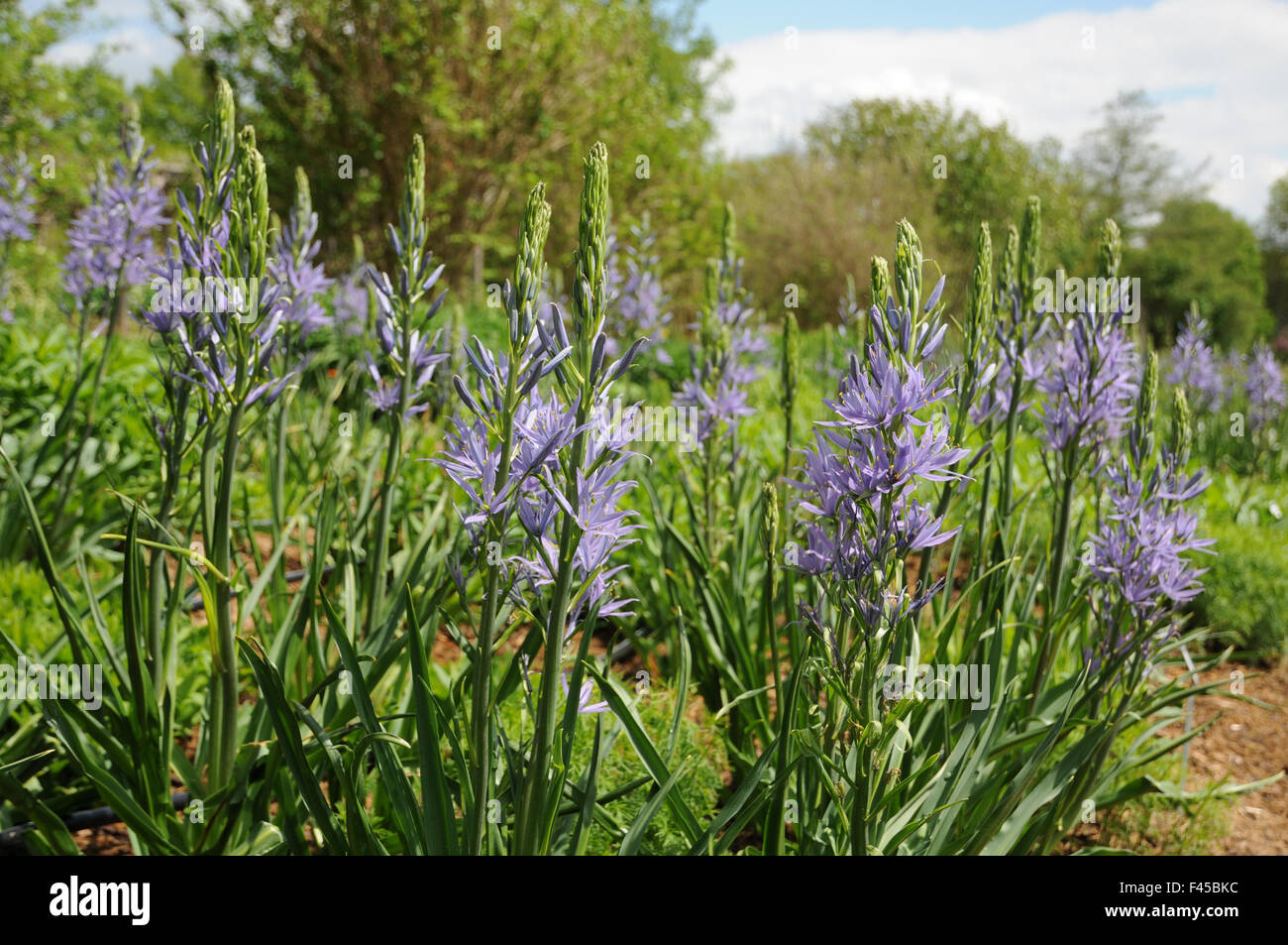 Leichtlins camass Stockfoto