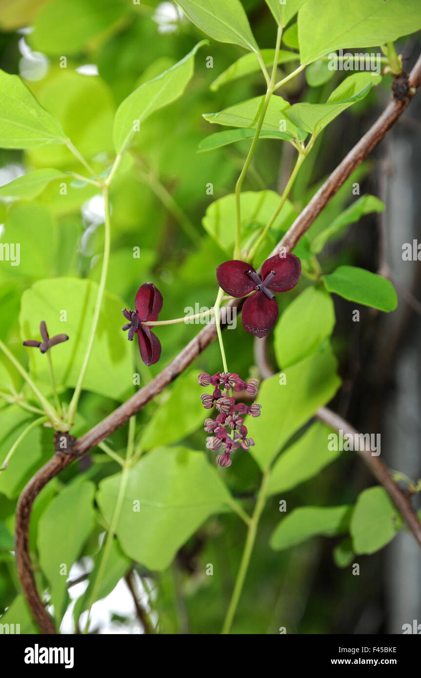 Akebia Stockfoto