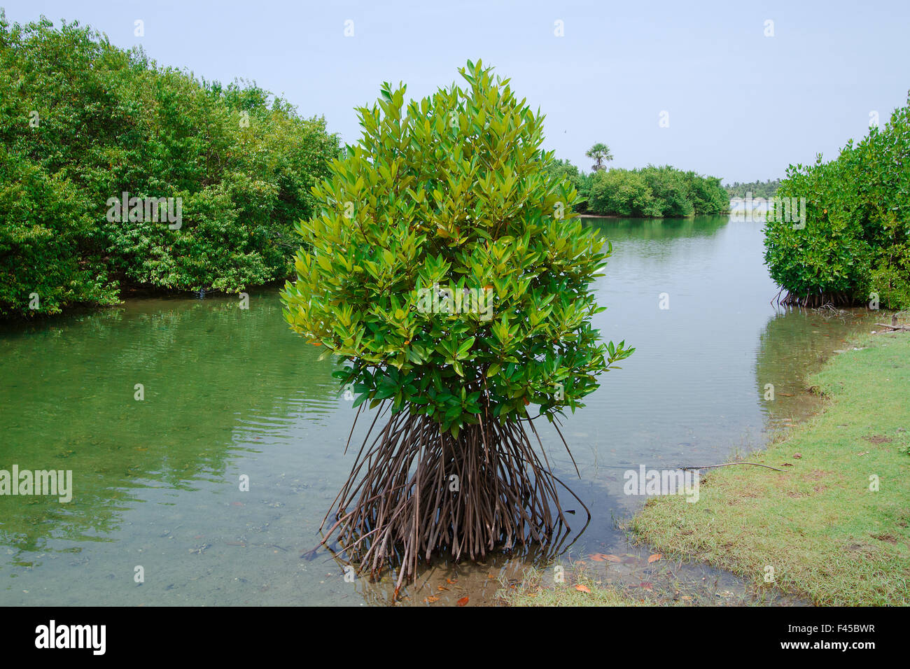 Mangroven-Baum in Batticaloa, Sri Lanka Stockfoto