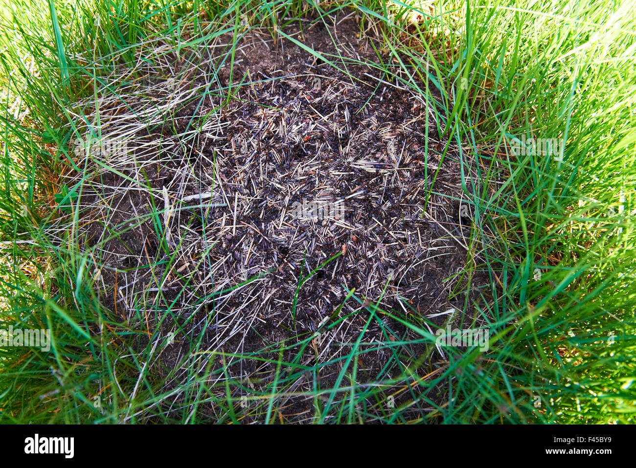 Ameisenhaufen im Wald Stockfoto