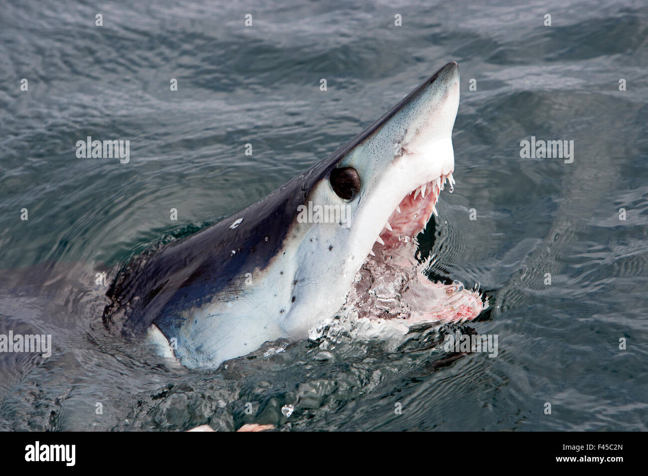 Mako Shark (Isurus Oxyrinchus) an Oberfläche mit Mund offen, Cape Point, Südafrika, März. Stockfoto