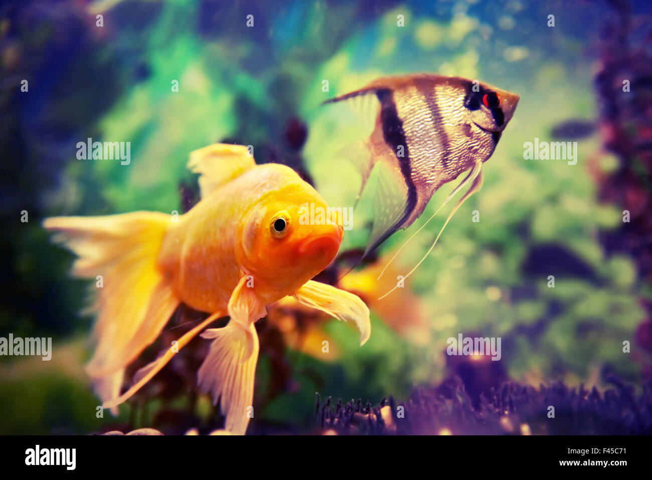 Fishes in tank Fotos und Bildmaterial in hoher Auflösung Alamy