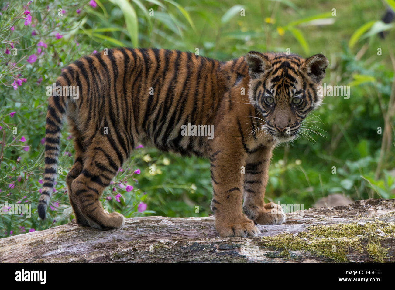 Juvenile Sumatra-Tiger (Panthera Tigris Sumatrae), im Alter von vier Monaten, Gefangenschaft, tritt in Sumatra, Indonesien Stockfoto