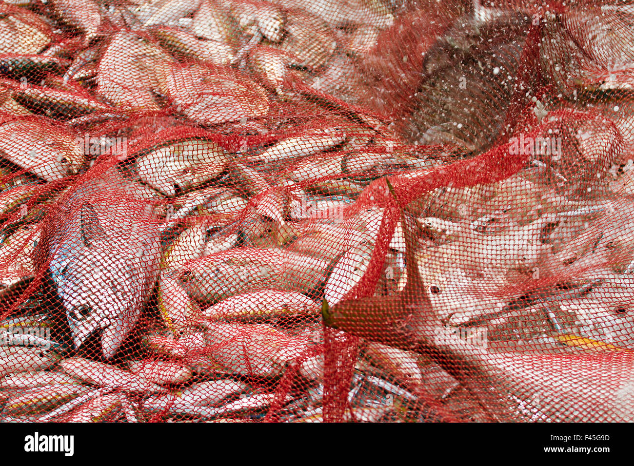 Fischen fangen in Netz in Uppuvelli Strand, Sri Lanka Stockfoto