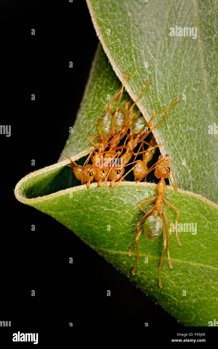 Grüner Baum Ameise (Oecophylla Smaragdina) Gruppe Gebäude Nest durch Ziehen am verlässt zusammen, Kakadu National Park Northern Territory, Australien.  Lobte in der GDT europäischer Naturfotograf des Jahres 2014. Stockfoto