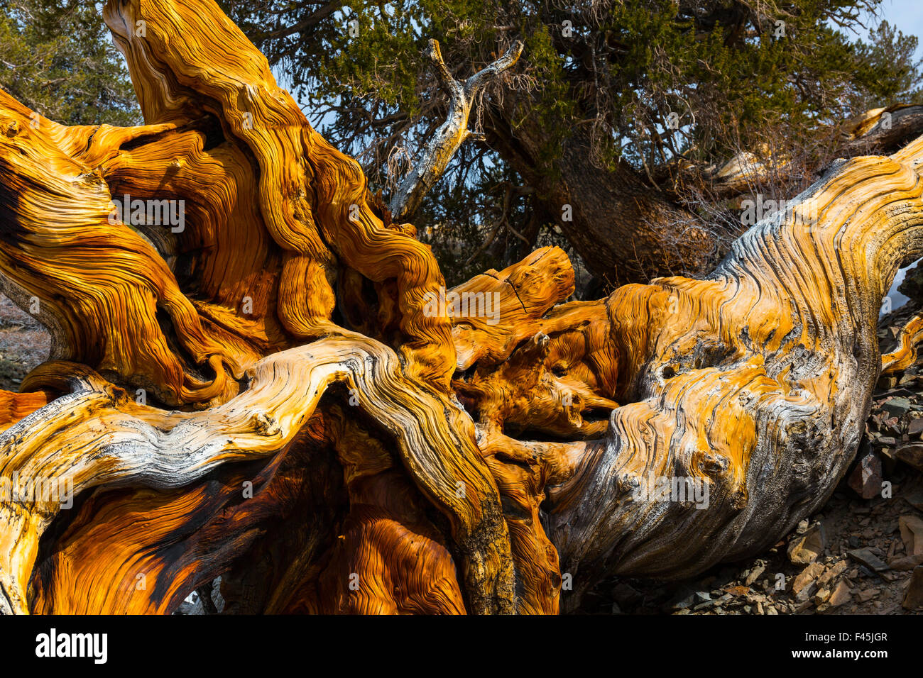 Great Basin Bristlecone Kiefer (Pinus Longaeva) gefallen, alten Baum, White Mountains, Kalifornien, USA, März. Stockfoto