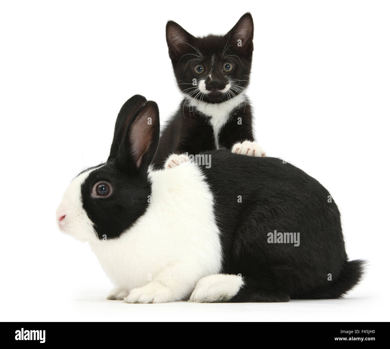 Schwarz-weißen Smoking männliches Jungtier, tuxie, 8 Wochen, mit schwarz-weißen Holländer Kaninchen, vor weißem Hintergrund Stockfoto