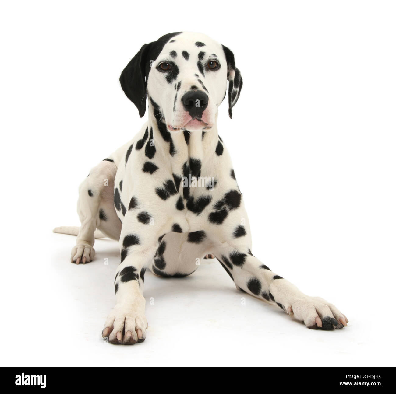 Dalmatiner Hund, Jack, 5 Jahre, mit einem schwarzen Ohr liegen mit Kopf, vor weißem Hintergrund Stockfoto