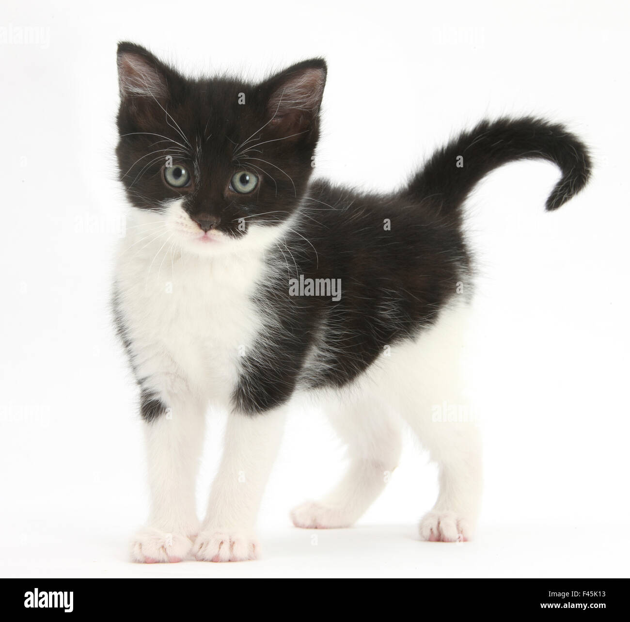 Schwarz-weiße Katze stehend, vor weißem Hintergrund Digital erweitert Stockfoto