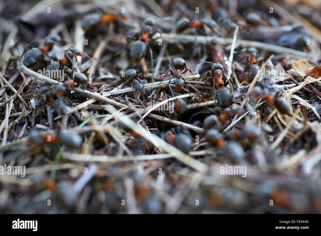 Ameisenhaufen im Wald Stockfoto