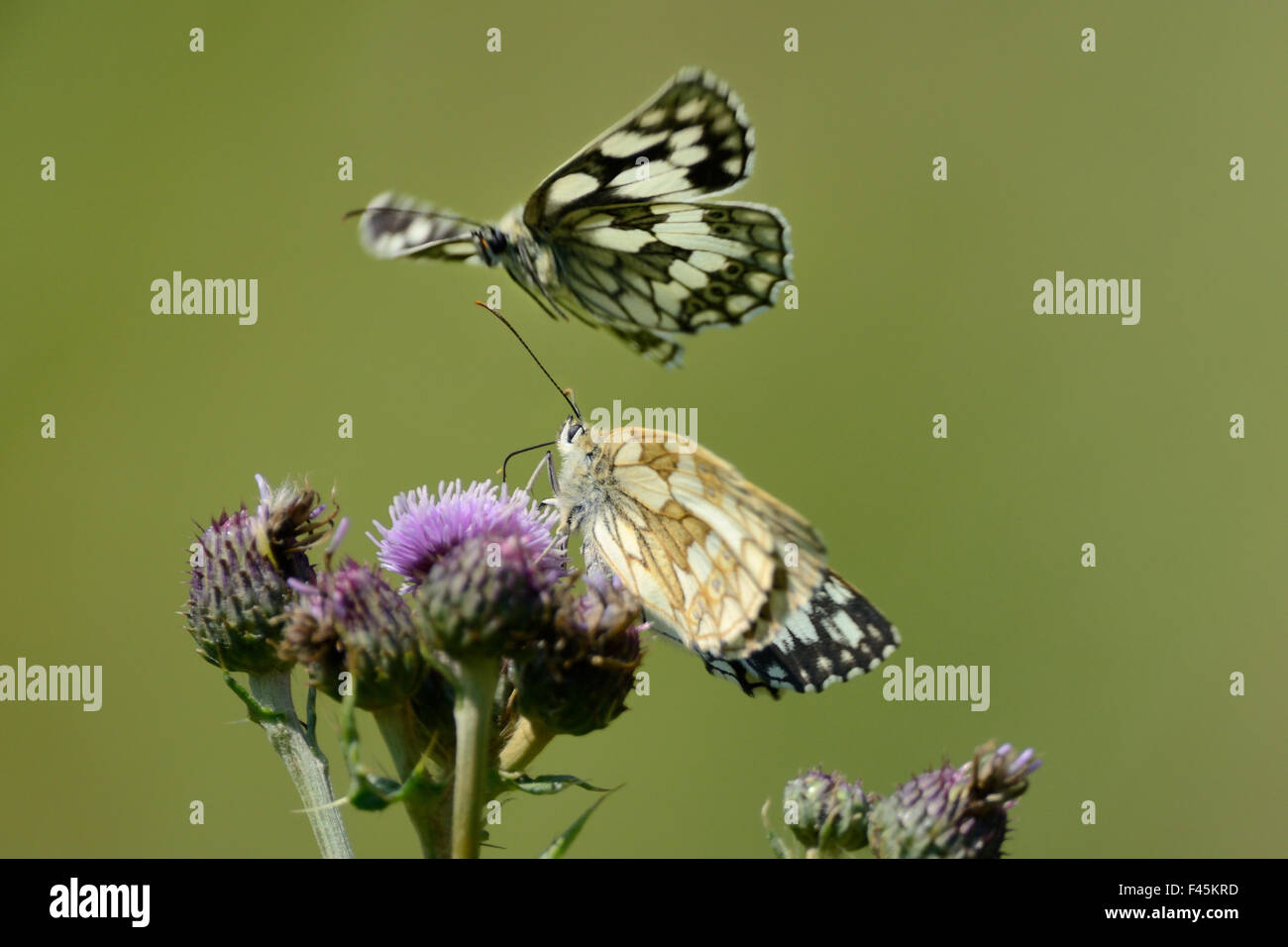 Weibliche marmorierte weißer Schmetterling (Melanargia Galathea) Fütterung auf eine Creeping Distel Blume (Cirsium Arvense) in einer Kreide Grünland Wiese wie ein Männchen oben schwebt ihr, Wiltshire, UK, Juli vor Gericht. Stockfoto