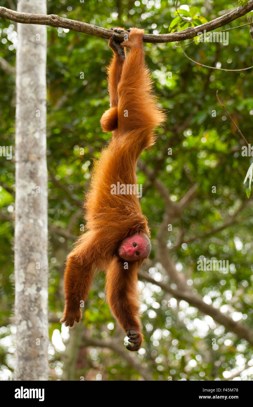 Peruanischen roten Uakari Affen (Cacajao Calvus Ucayalii) von Füßen hängen. Captive - Pilpintuwasi Tier Waisenhaus, Peru. Stockfoto