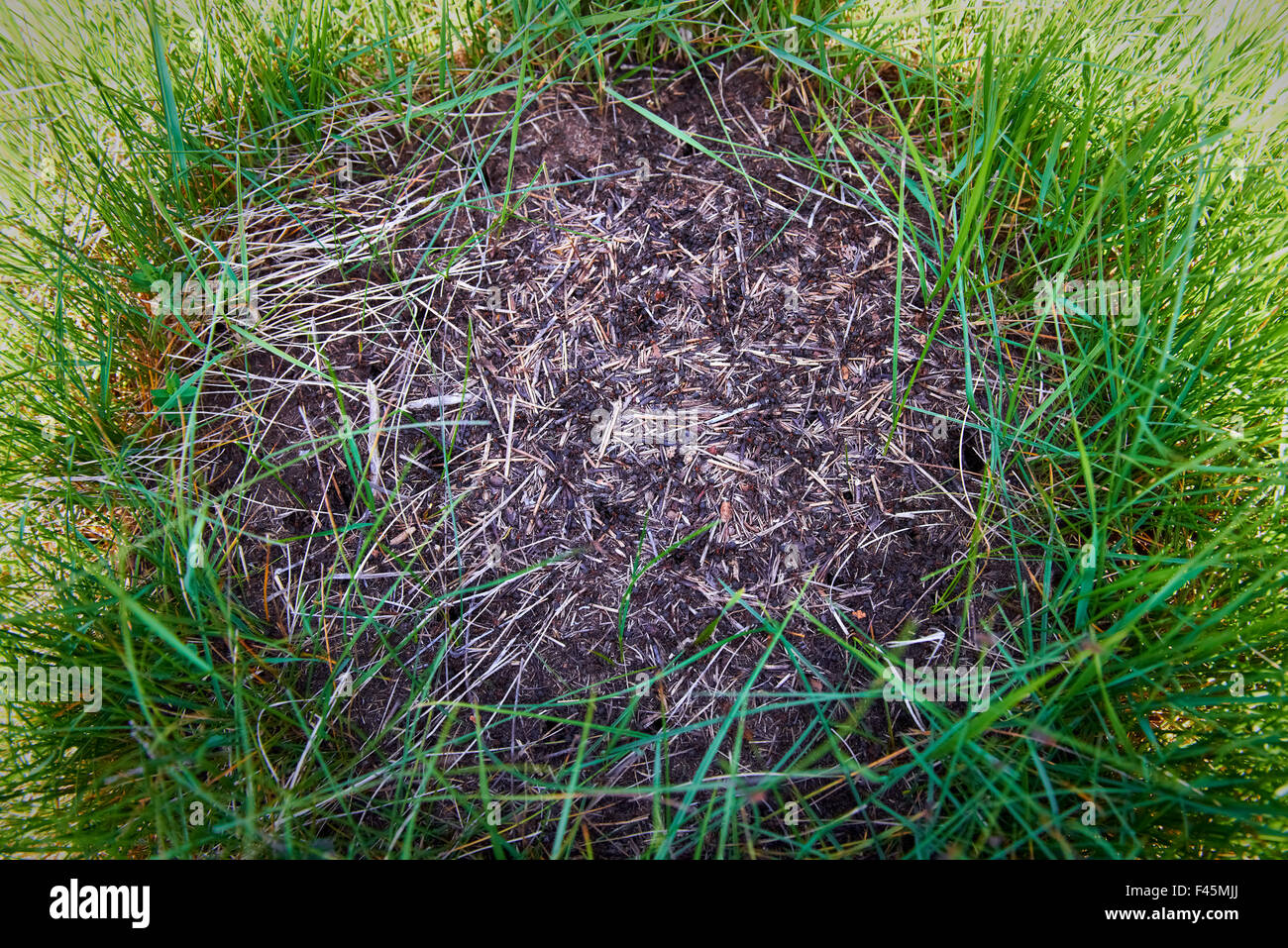 Ameisenhaufen im Wald Stockfoto