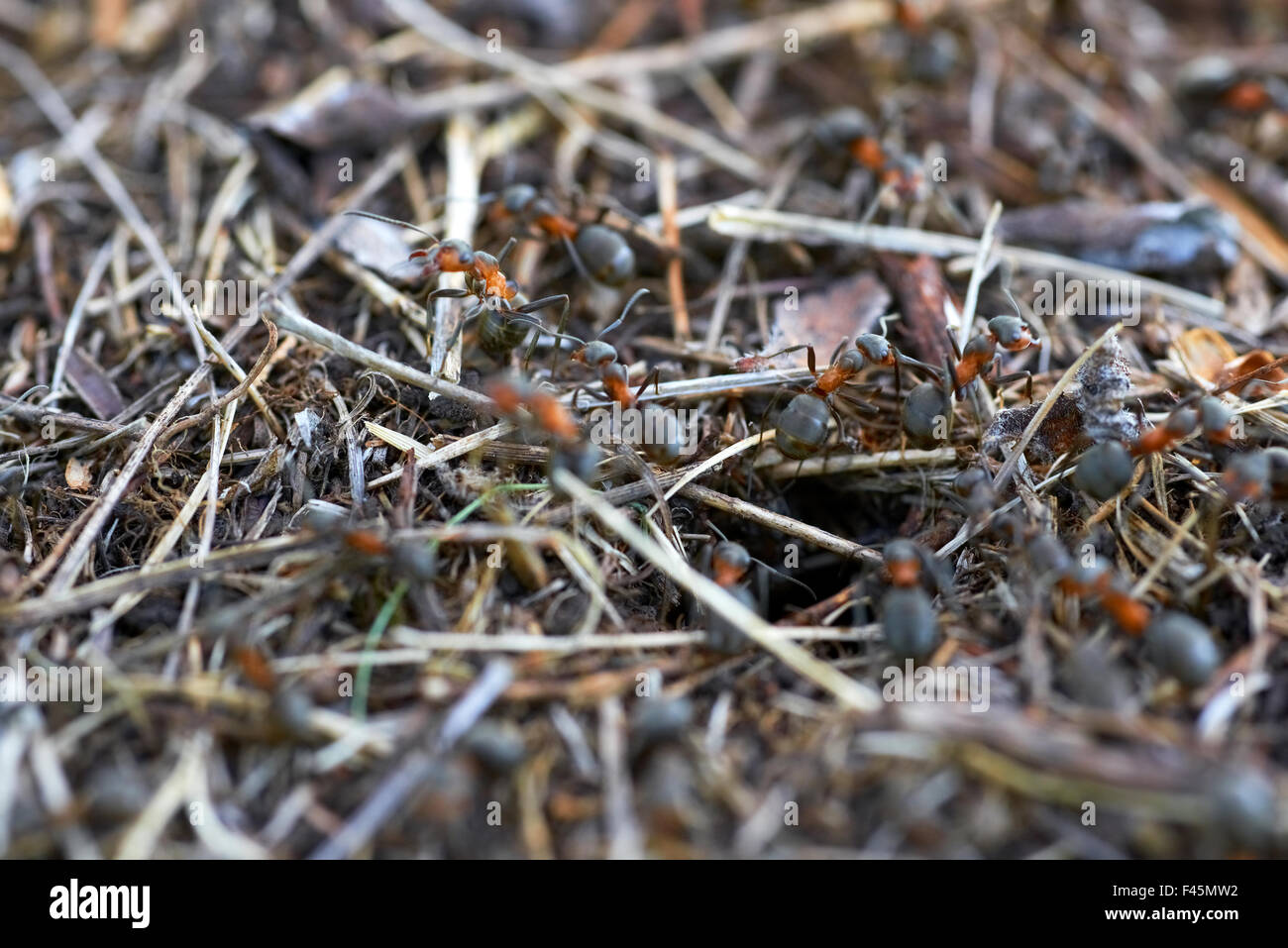 Ameisenhaufen im Wald Stockfoto