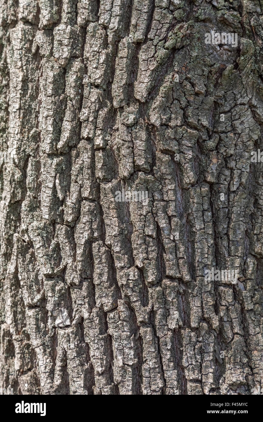 Baum mit rinde -Fotos und -Bildmaterial in hoher Auflösung – Alamy
