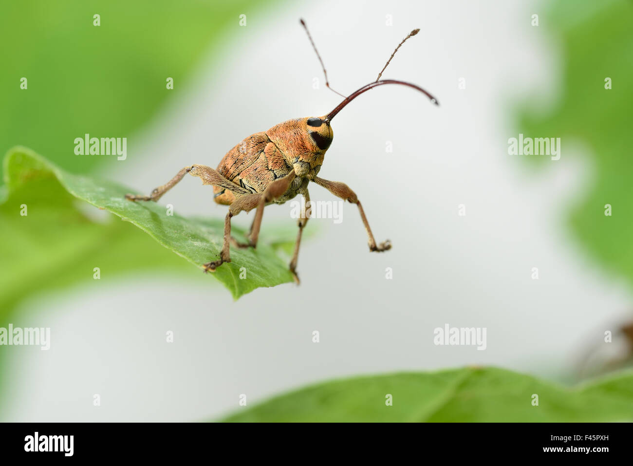 Weibliche Eichel Rüsselkäfer (Curculio Glandium) Niedersachsische Biosphärenreservat Elbtalaue, unteren sächsischen Elbtal, Deutschland, Juni. Stockfoto