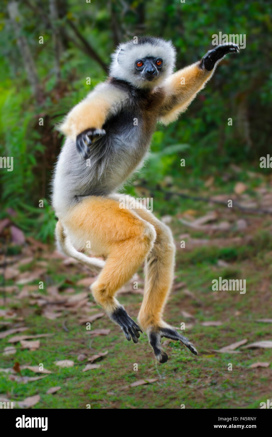 Erwachsene männliche Maughold Sifaka (Propithecus Diadema) "überspringen / Tanz" quer öffnen Boden zwischen Waldfragmenten, östlichen Madagaskars. Stockfoto