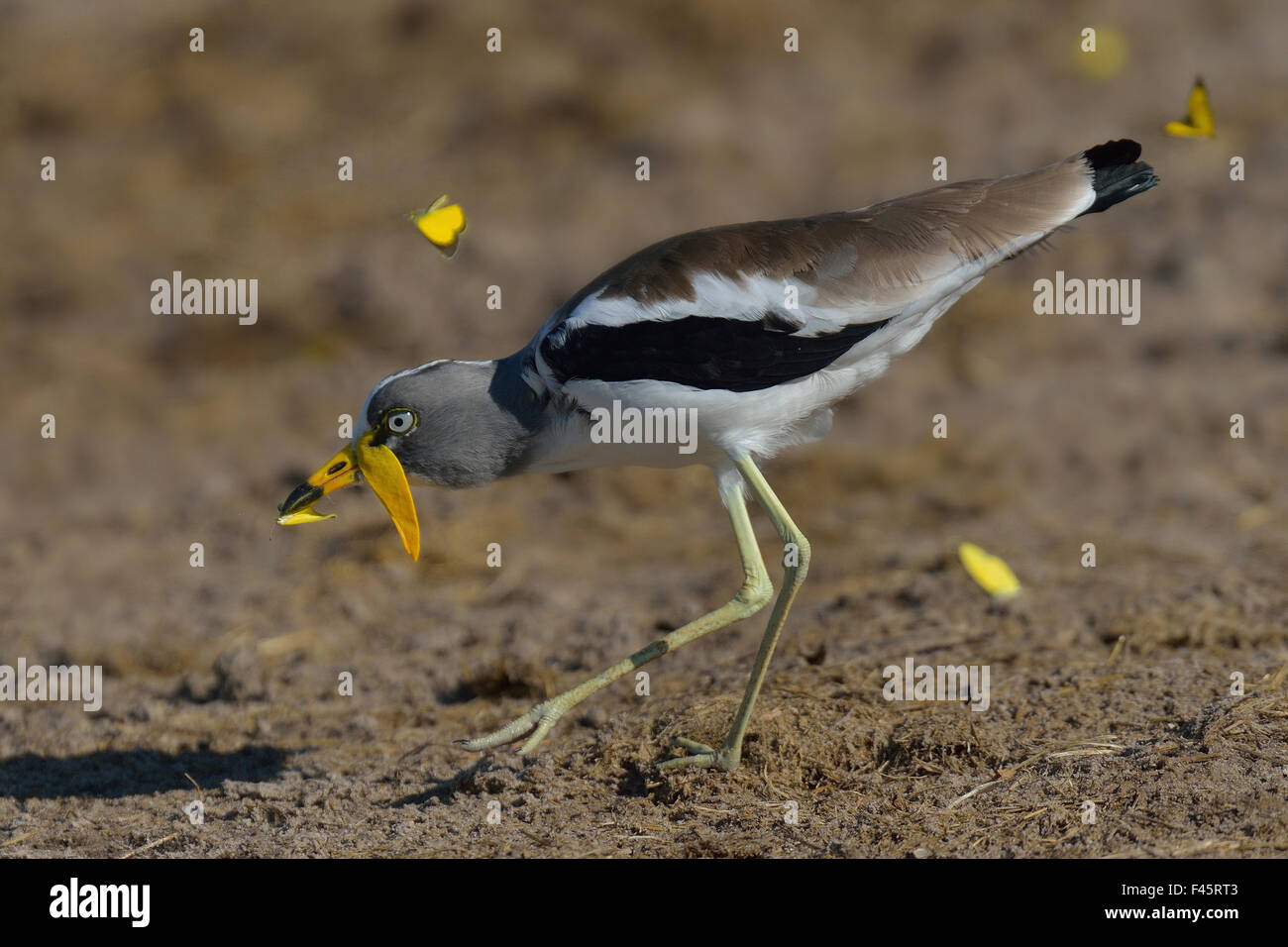 White-crowned wattled Kiebitz / Regenpfeifer (Vanellus Albiceps) fangen Schmetterling, Chobe River, Botswana, März. Stockfoto