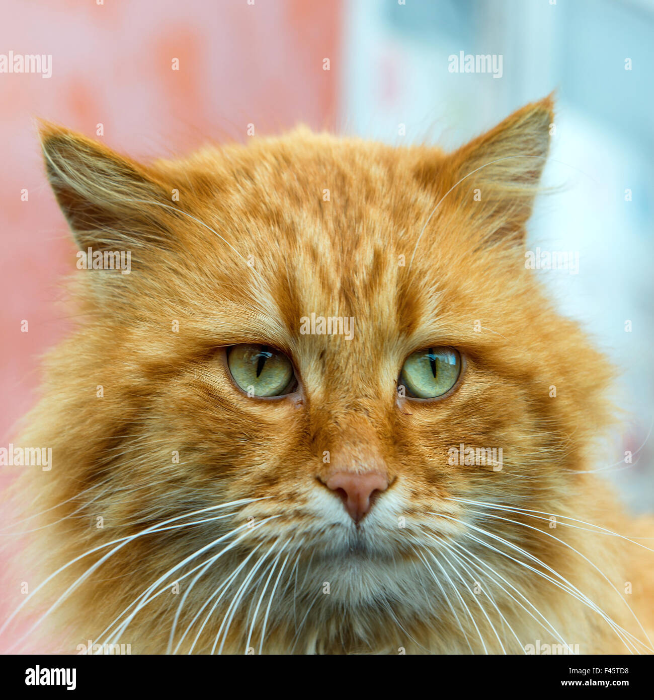 Rote Katze mit grünen Augen Stockfoto