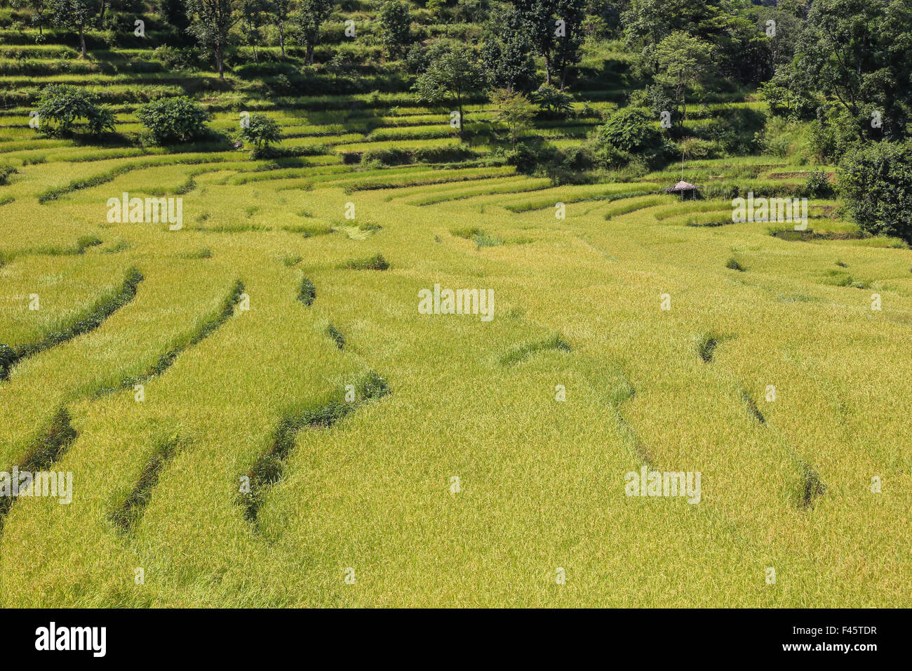 Reis-Terrassen Stockfoto