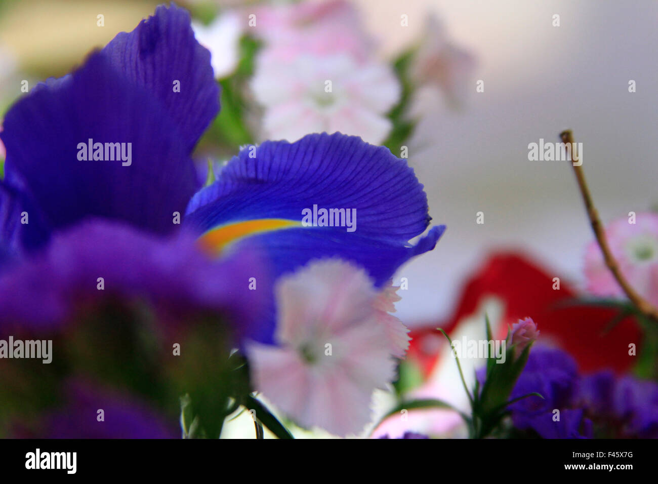 Schließen Sie Fett Blau und gold farbigen Iris Blütenblätter Stockfoto