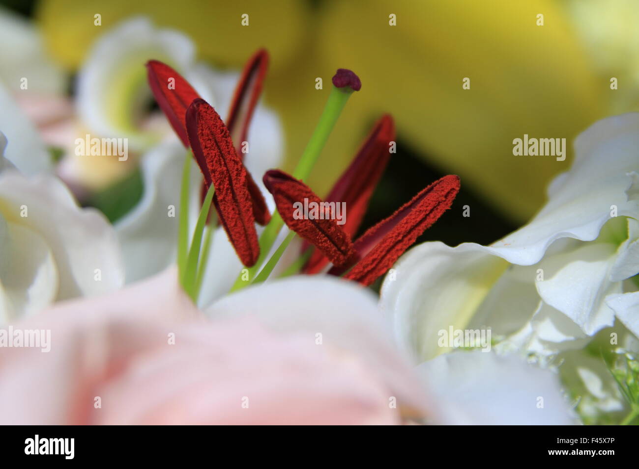 Makrofotografie-Blume Stockfoto