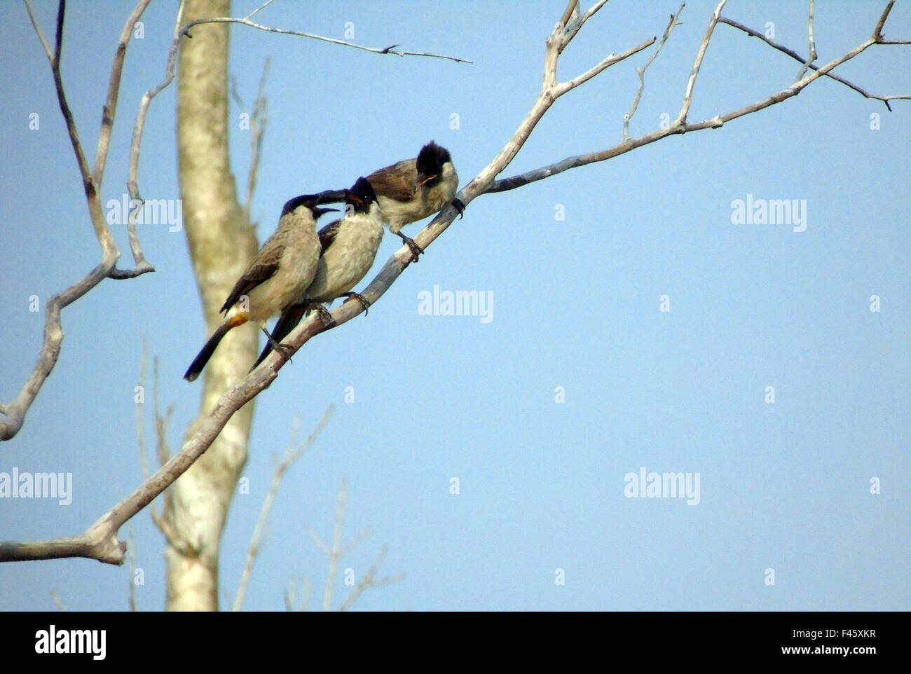 Bintan, Riau-Inseln, Indonesien. 15. Oktober 2015. BINTAN, Indonesien - 15 Oktober: Die rußigen leitete Bulbul (Pycnonotus Aurigaster) gesehen am 15. Oktober 2015 in Bintan, Riau Inseln Provinz Indonesia.The rußigen leitete Bulbul (Pycnonotus Aurigaster) ist eine Art von Songbird in Pycnonotidae Familie. Es findet in Kambodscha, China, Hong Kong, Indonesien, Laos, Burma, Thailand und Vietnam. Ihr Lebensraum sind tropische oder subtropische feuchte Auwälder. © Sijori Bilder/ZUMA Draht/Alamy Live-Nachrichten Stockfoto