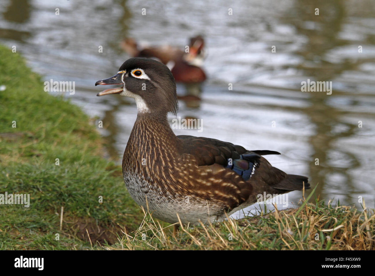 Carolina Ente (weiblich) Stockfoto