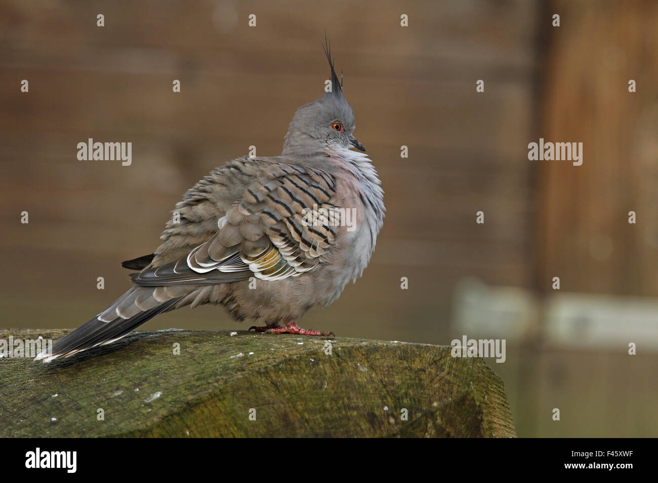 Crested Taube Stockfoto