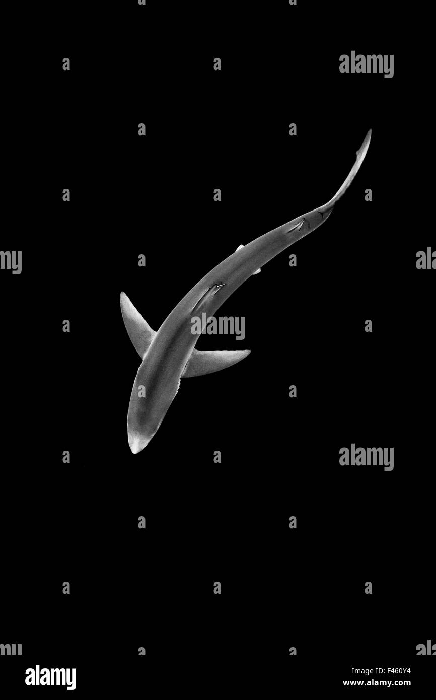 Blauhai (Prionace Glauca) nahe der Oberfläche des Ärmelkanals. Penzance, Cornwall, England, Großbritannien. Nord Ost-Atlantik, August.  Gewinner des britischen Natur in schwarz und weiß Kategorie BWPA Wettbewerb 2014. Stockfoto