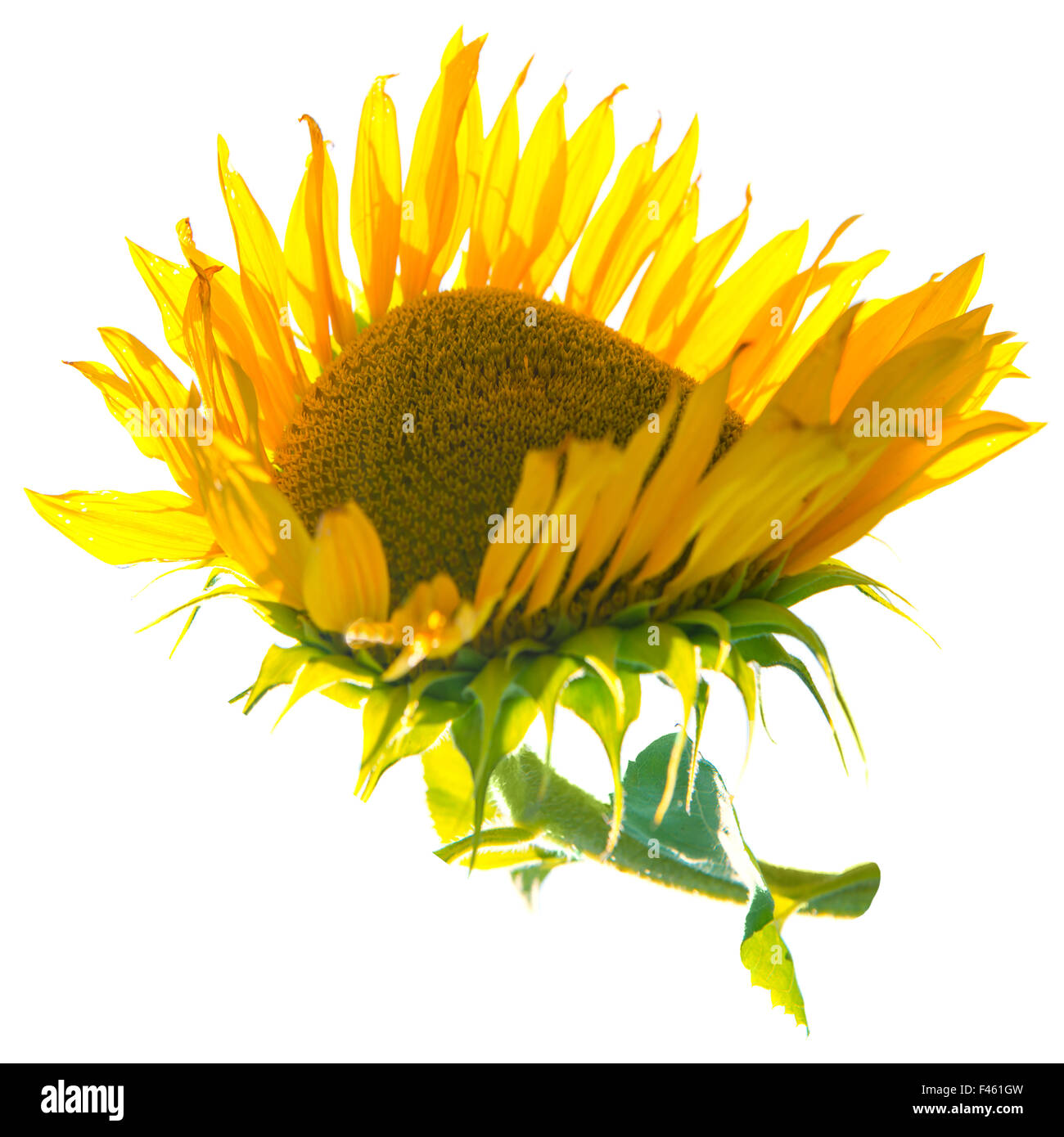 Gelbe Sonnenblumen mit grünen Blättern Stockfoto