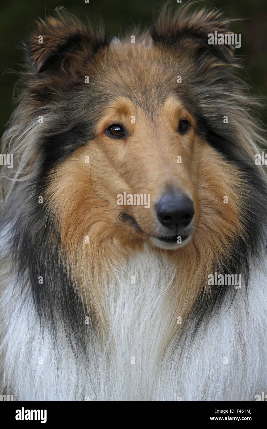 Collie Stockfoto