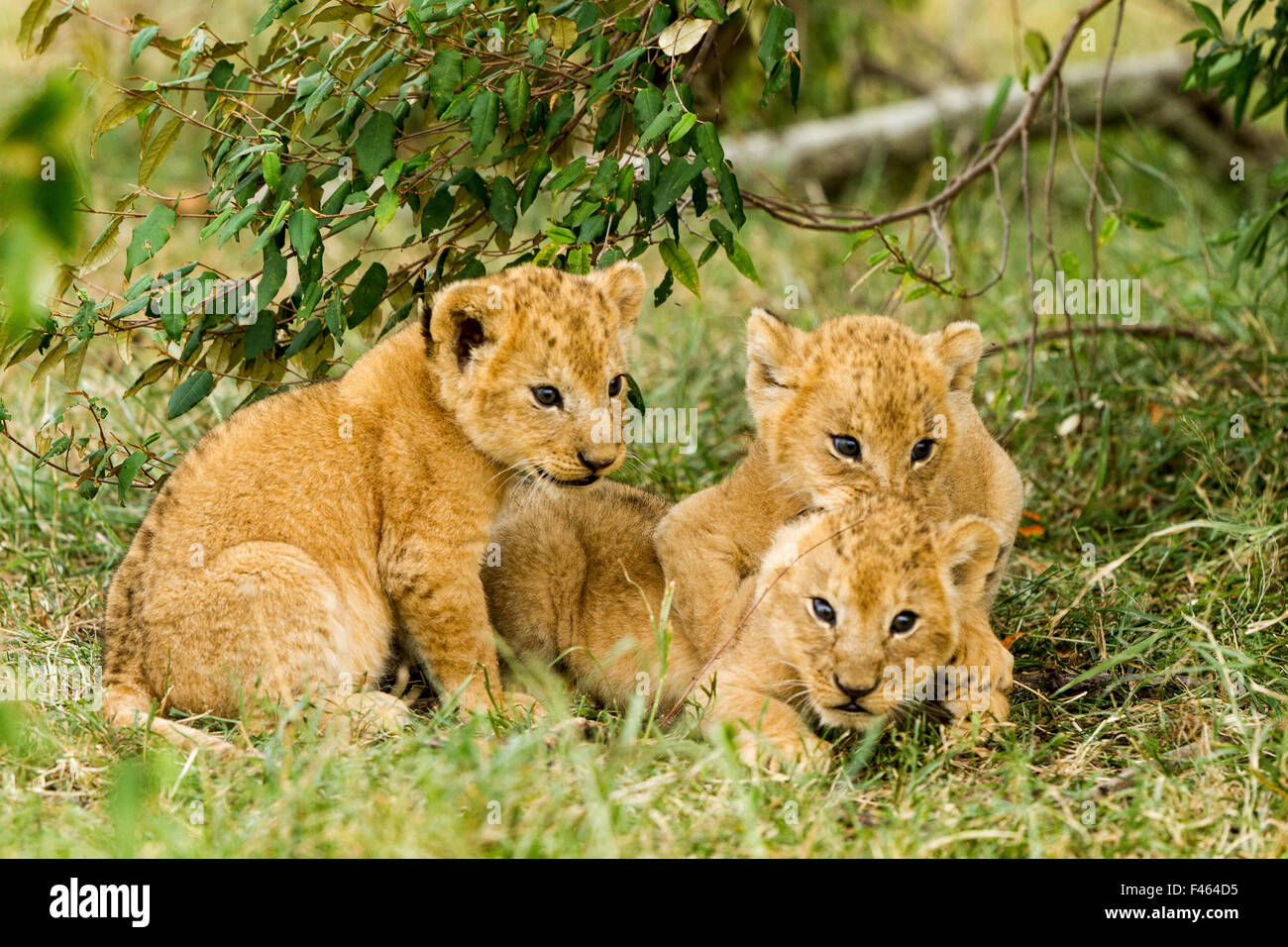 Löwe (Panthera Leo) jungen spielen, Masai Mara Game Reserve, Kenia Stockfoto