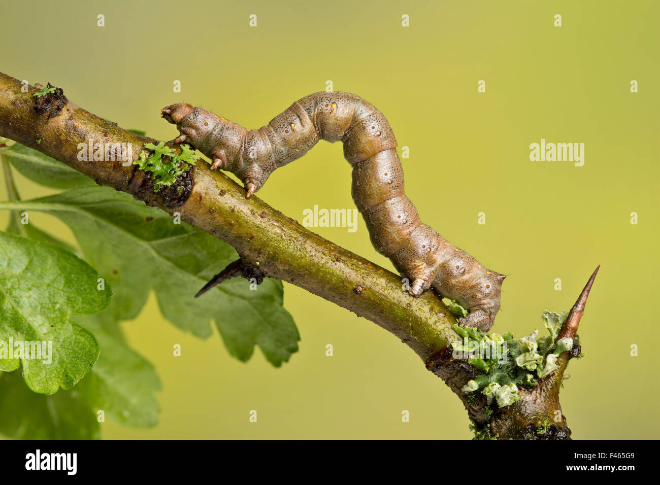 Geometer Motte (Geometridae) Raupe auch bekannt als ein Greifer oder Zoll-Wurm Raupe, Yorkshire, Großbritannien. April. Stockfoto