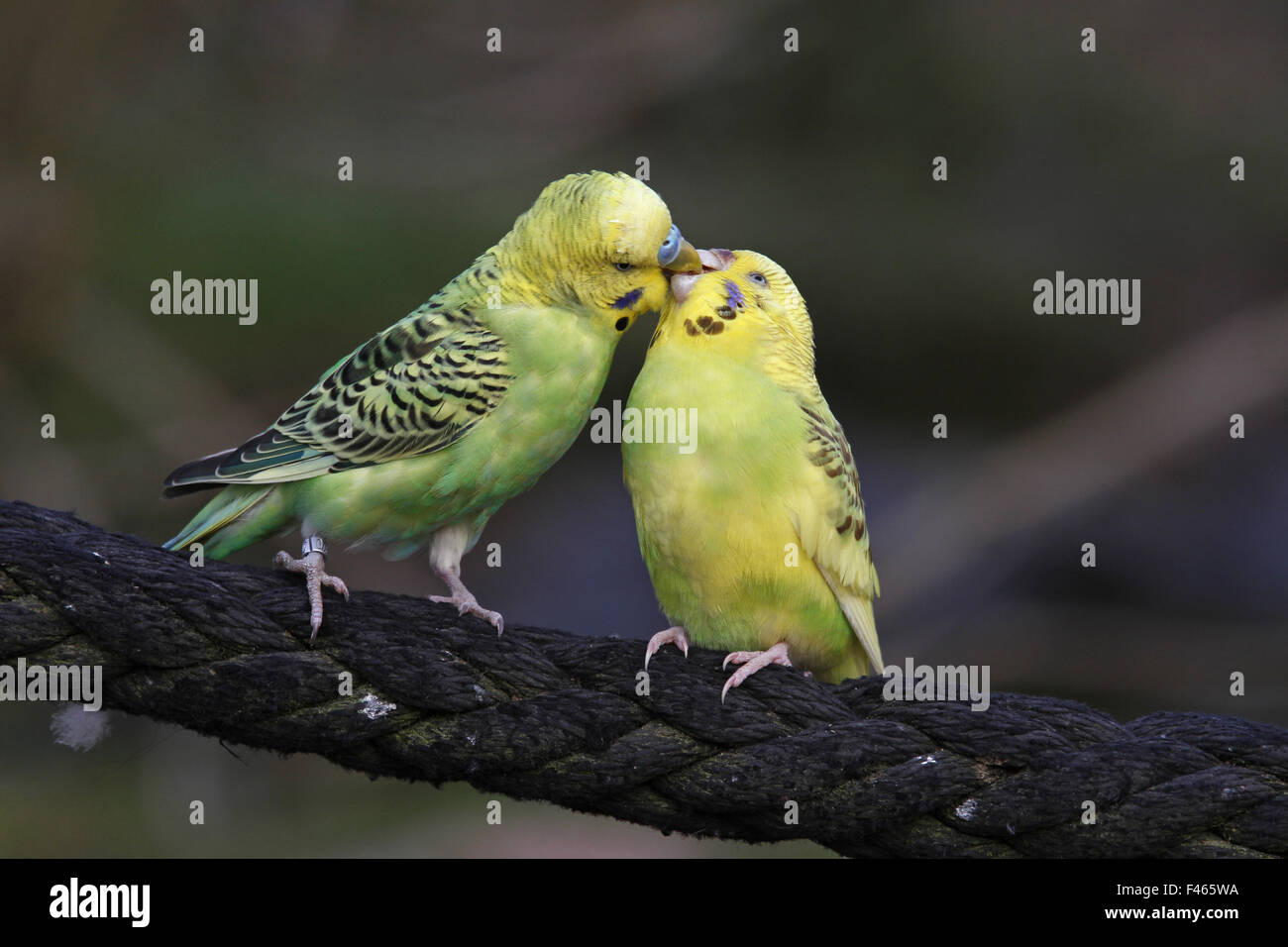 Wellensittiche Stockfoto