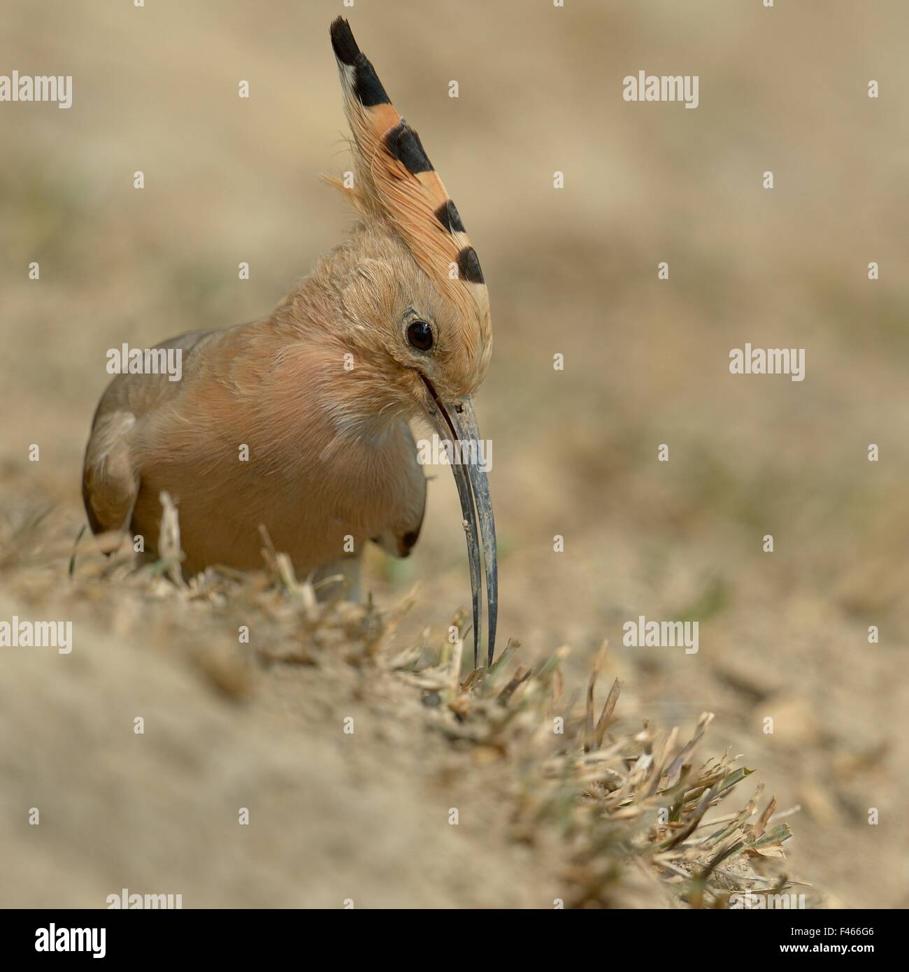 Gemeinsamen Wiedehopf (Upupa Epops) Fütterung auf Ground, Indien. Stockfoto