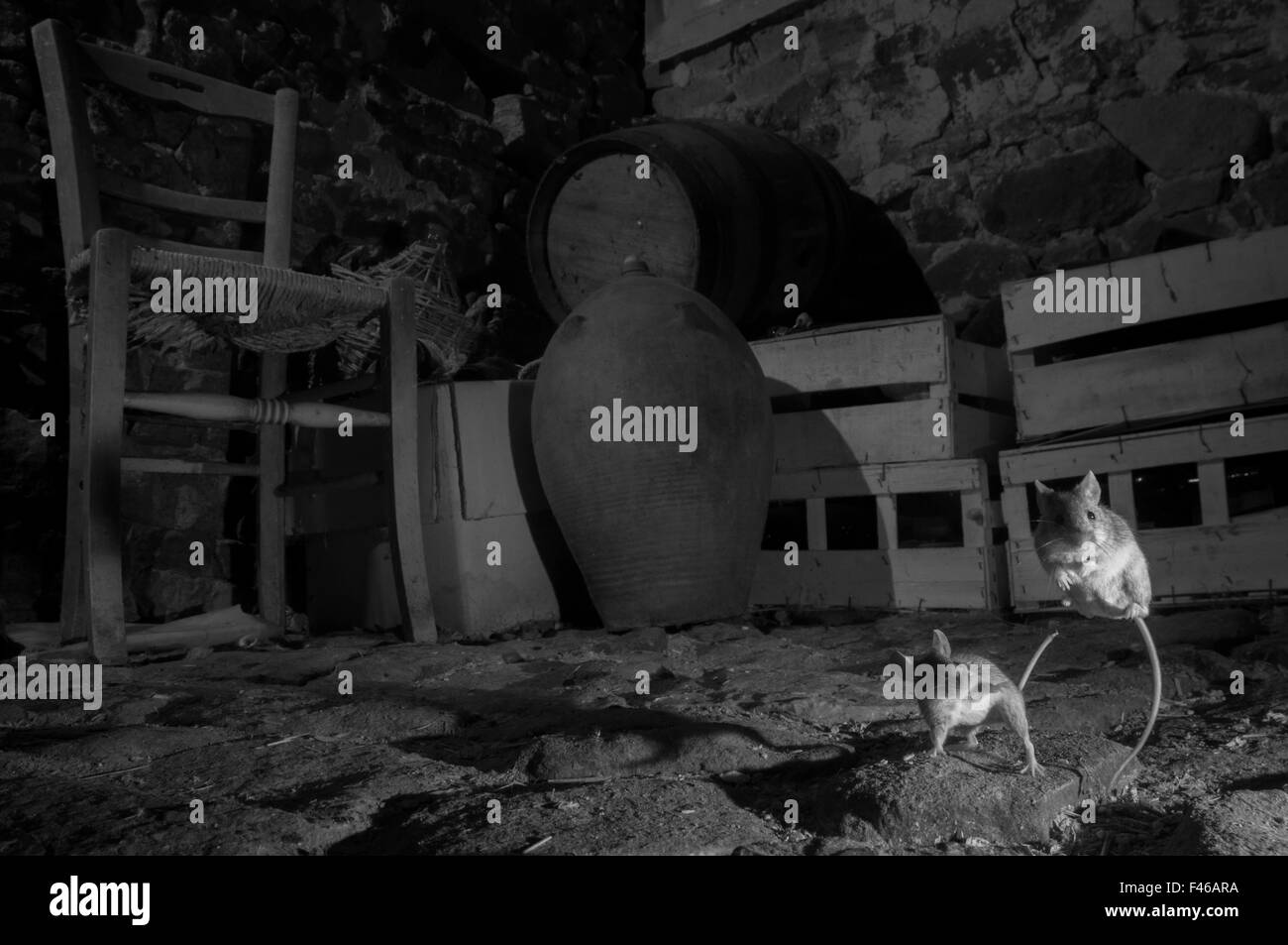 Hausmäuse (Mus Musculus) kämpfen in einem Keller. Mayenne, Frankreich, Jun. in der Nacht mit Infrarot-Fernbedienung Kamerafalle genommen, Stockfoto