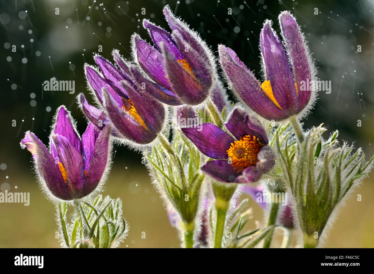 Küchenschellen (Pulsatilla Vulgaris) in Regen, Lothringen, Frankreich, April. 3. Preis in der Kategorie Other Naturthemen Melvita Natur Bilder Awards 2013. Stockfoto