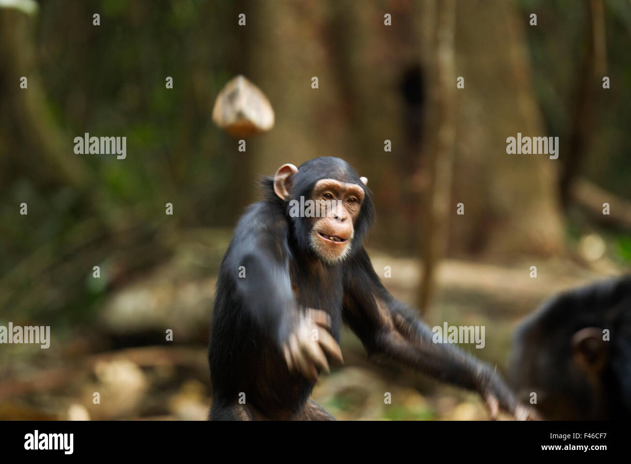 Westliche Schimpanse (Pan Troglodytes Verus) juvenile Weibchen "Joya" im Alter von 6 Jahren werfen von Steinen auf andere Schimpansen, Bossou Wald, Mont Nimba, Guinea. Januar 2011 Stockfoto
