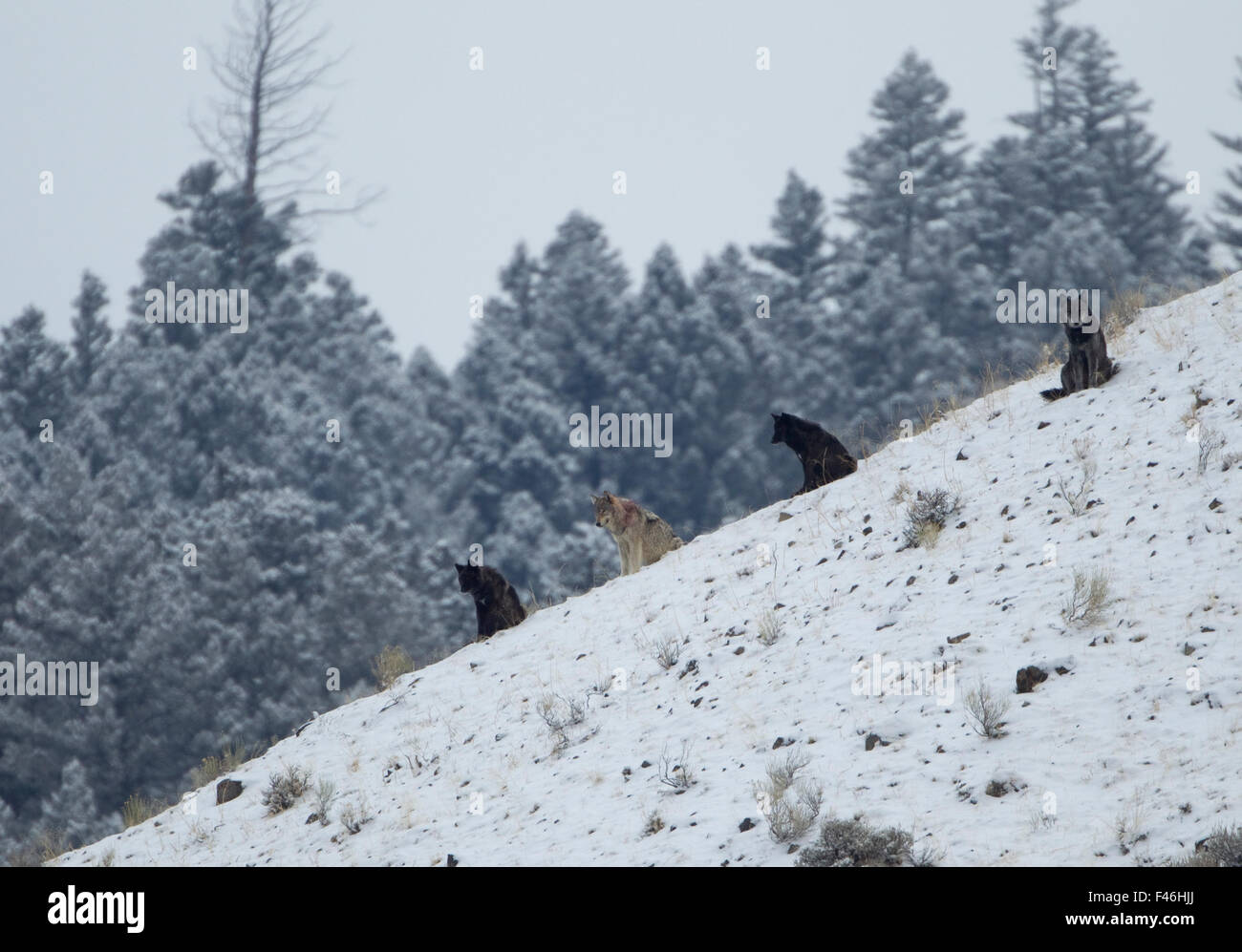 Wölfe (Canis Lupus) sitzt auf einem Hügel im Schnee. Yellowstone, USA, Februar. Stockfoto