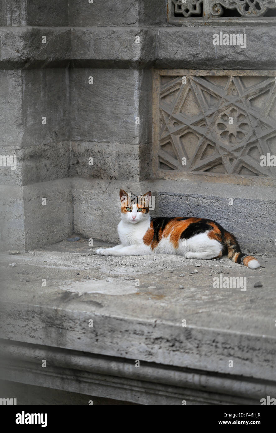 Schöne Katze sitzt auf dem Boden fotografiert hautnah Stockfoto