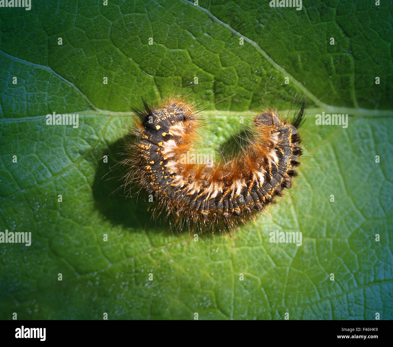 Große schöne Raupe ruht auf einem grünen Blatt Stockfoto