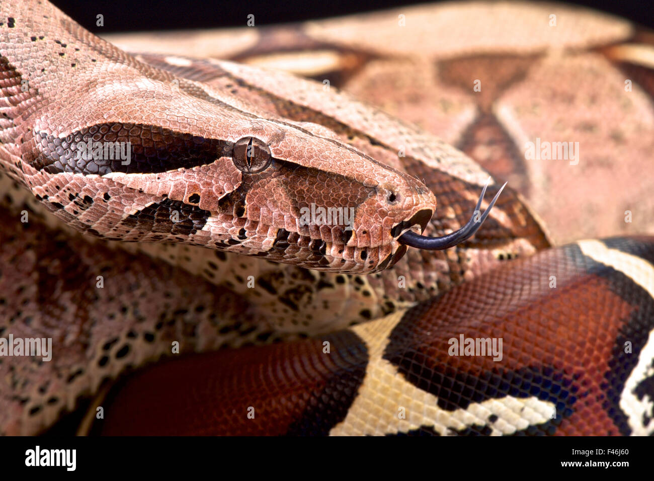 Bolivianischen Boa (Boa Constrictor Amarali) Stockfoto
