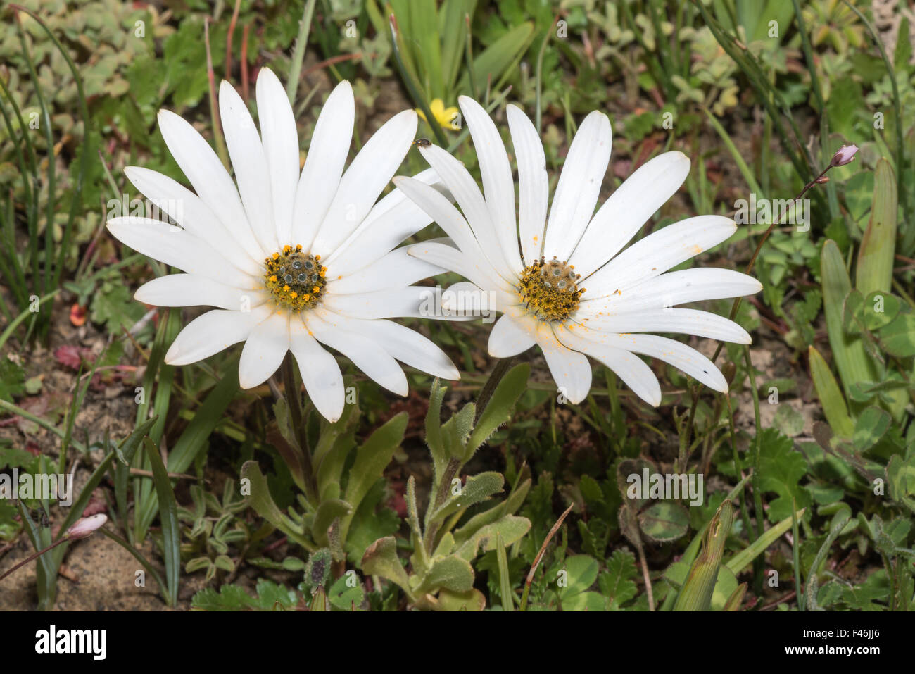 Der Schnee Daisy oder Witmagriet, Dimorphotheca Nudicaulis, wächst in Hantam National Botanical Garden in Nieuwoudtvile, Süden Stockfoto