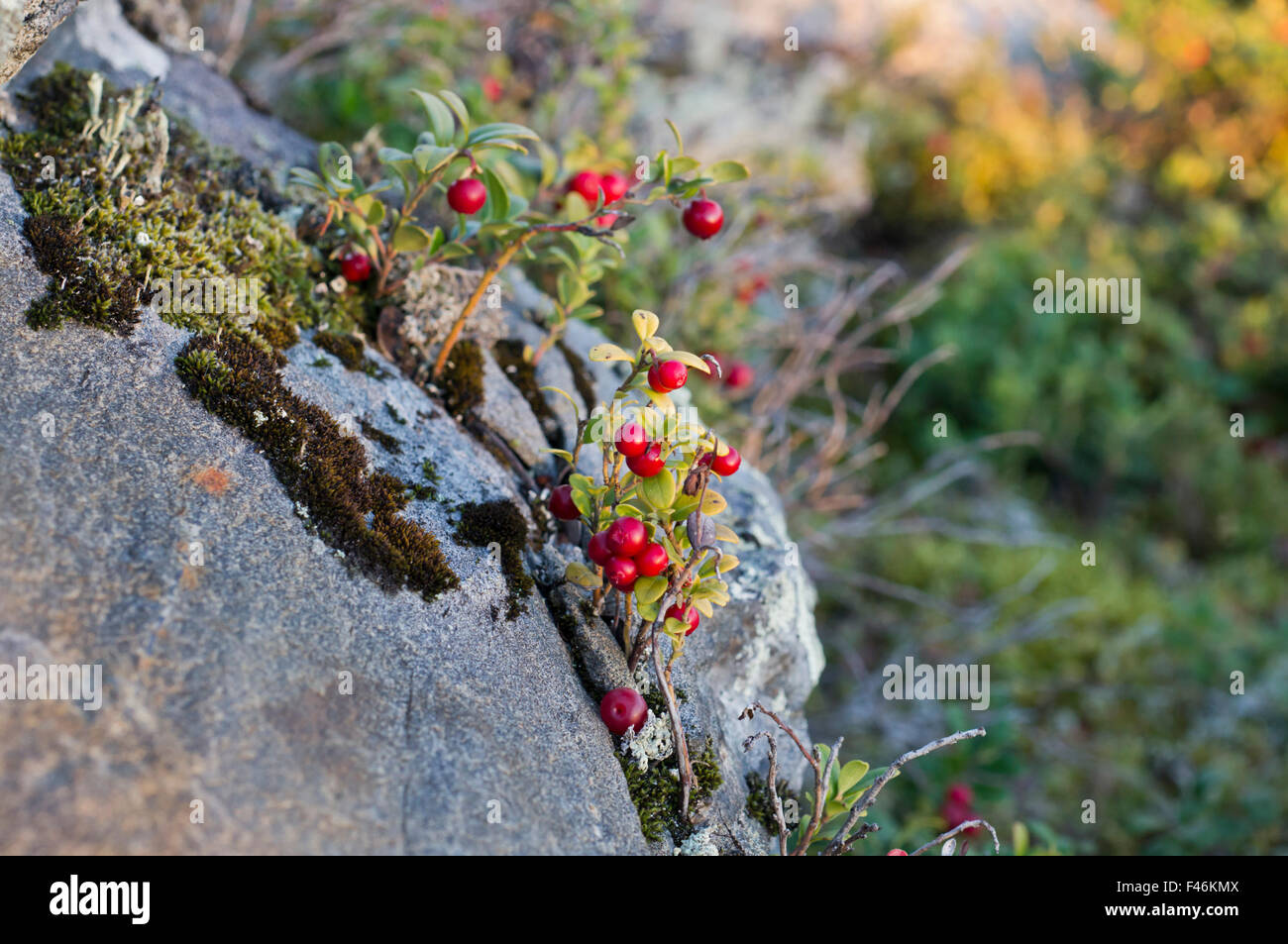 Preiselbeeren wachsen auf einem Felsen am Pilpasuo Stockfoto