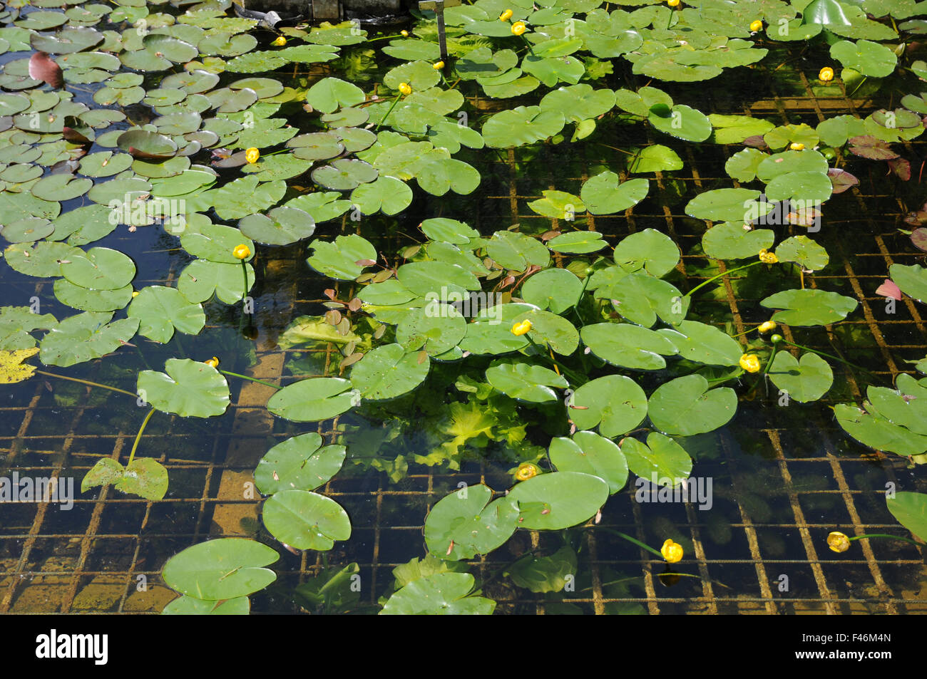 Gelbe Teichrose Gelbe Seerose Stockfotos und bilder Kaufen Alamy